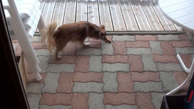 Danse de l'os de poulet ?! смотреть онлайн