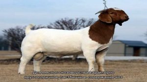 Особенности бурской породы коз