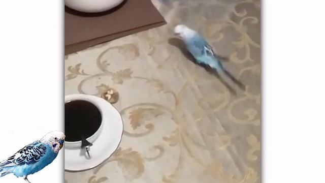 Попугай Кеша и компания №15/Кто в доме хозяин ?/Опасно спать в одной постели с животными смотреть онлайн