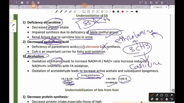 Revision of L1 bio: Fatty liver and lipotropic factors (Git 42) смотреть онлайн