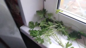 размножение герани душистой