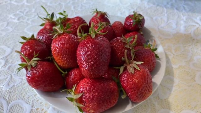 Какой самый ранний сорт клубники ❓//РОЗАНА Киевская ультраранний сорт//Купить саженцы клубники смотреть онлайн