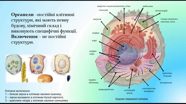 Біологія 9 клас. Структура еукаріотичної клітини. Цитоплазма. Рибосоми. Органели руху. смотреть онлайн
