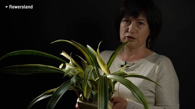 Sansevieria Senegambica Variegata