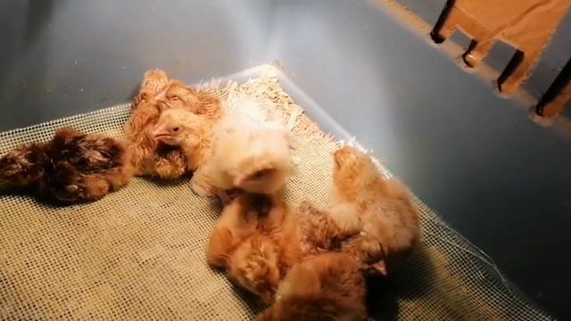 Пока идёт вывод цыплят готовим мясо