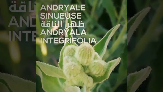 أسماء الأعشاب و النباتات الطبية فرنسي، مغربي، عربي، علمي+الصور Noms des plantes en français + arabe смотреть онлайн