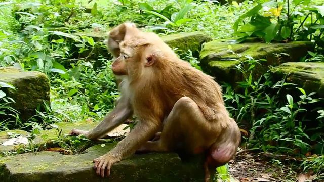 Today Mama Ashkey come. so mommy Libby busy for grooming Mama. Rainbow have fun alone, Monkey video смотреть онлайн