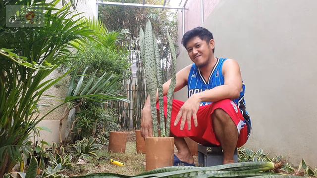 Sansevieria Black Coral