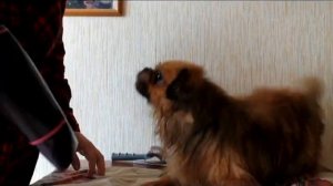 Стрижка пекинеса в домашних условиях. Стригла первый раз.