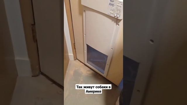 Как живут собаки в США смотреть онлайн