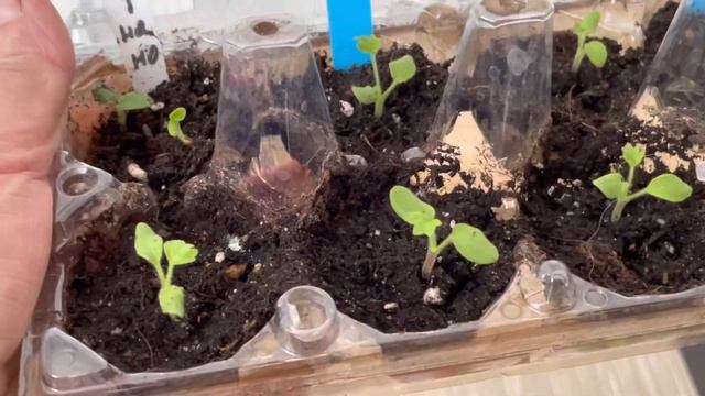 Только при этих условиях сеянцы пеларгонии будут крепкими смотреть онлайн