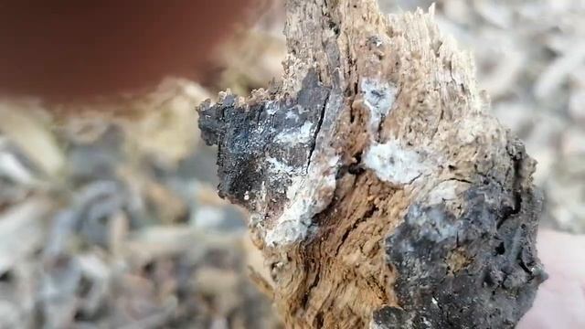 триходерма из природы смотреть онлайн