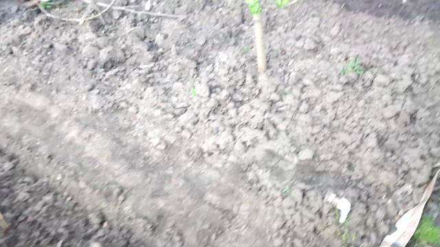 Обзор на 15.04.22 г. Инжир, огород . смотреть онлайн