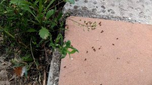 муравьи vs уксус