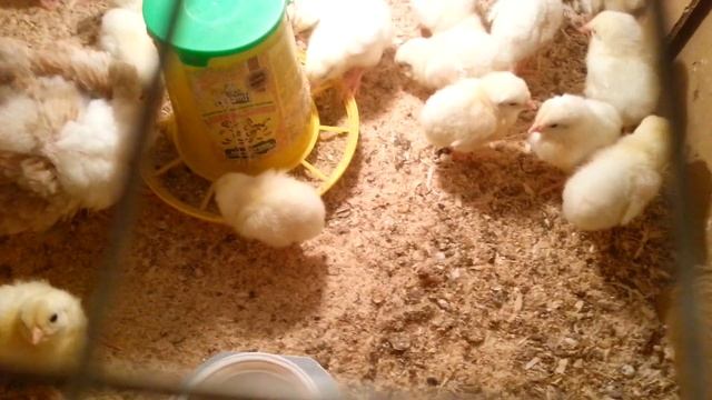 Приготовим вместе