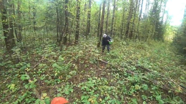 ГРИБОЧКИ cентябрь 2022 смотреть онлайн