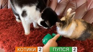 КОЛБАСНЫЕ ПРЯТКИ ЧЕЛЛЕНДЖ **КТО ПОБЕДИТ?**  ПОЛУЧИТ ПРИЗ