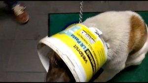 "Правильный" воротник для собаки