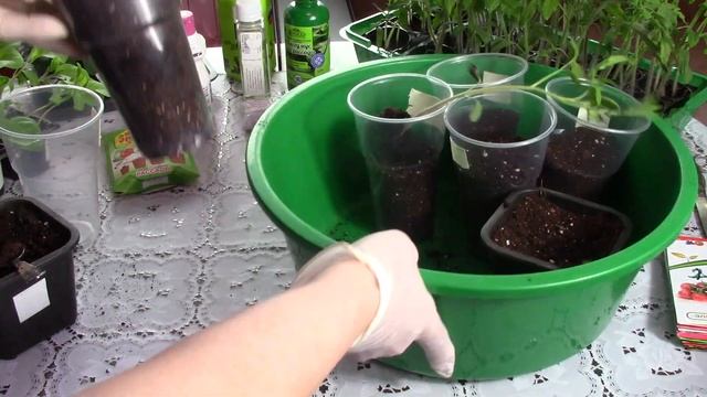 Пересадка томатов перед высадкой в открытый грунт смотреть онлайн