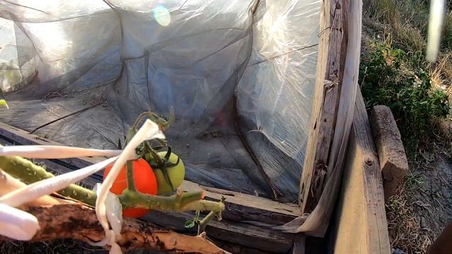 Собираем урожай