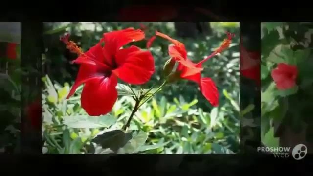 Цветы Гибискус (Hibiscus flower) смотреть онлайн