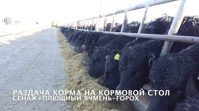 Телята и Коровы Ангуса ЗИМОЙ 2020 года смотреть онлайн