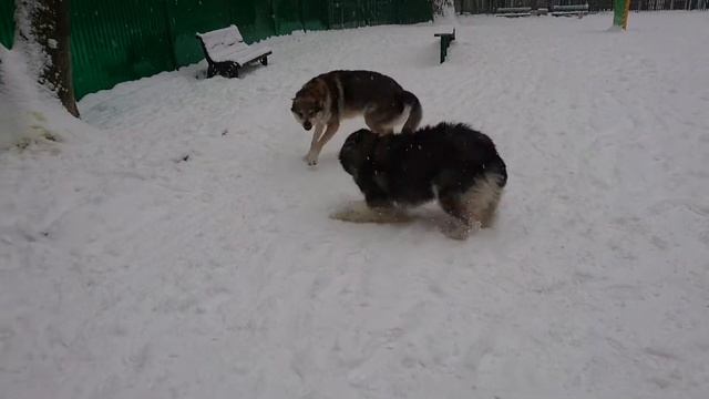 Карма и Канис подрались 30 января 2018 смотреть онлайн