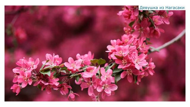 Лучшее исполнение песни "Девушка из Нагасаки", Джемма Халид 20.02.2020г. смотреть онлайн