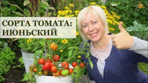 СУПЕР СОРТ томат Июньский! * Сорта помидоров *  Огород в контейнерах