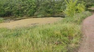 Мопед Кольт.  установка и настройка карбюратора pz 22 .