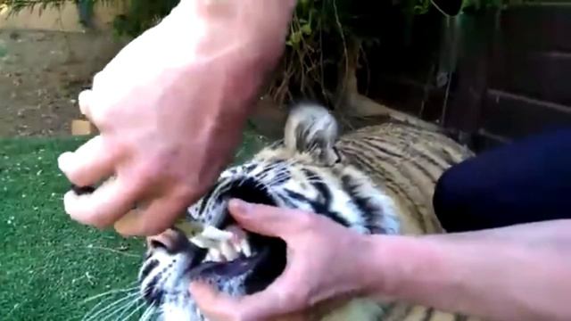 Видео про кошек, собак и других животных. Такие Милые и Смешные # 19 смотреть онлайн