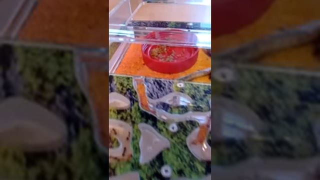 Эксперимент! Реакция муравьёв на хлеб! смотреть онлайн