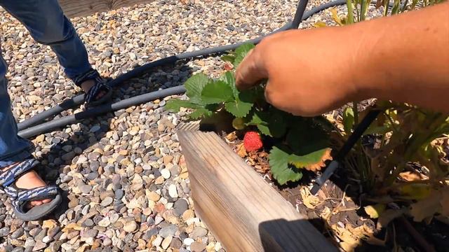 Buttoning Up a Lot of Small Projects! 🌿🌸🌼 // Garden Answer смотреть онлайн