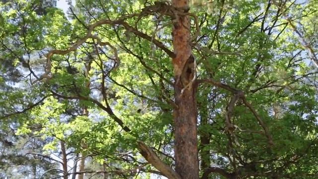 Тропа Паустовского: больше вреда или пользы? смотреть онлайн