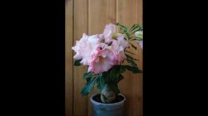 Адениум : уход в домашних условиях, выращивание и сорта с фото.