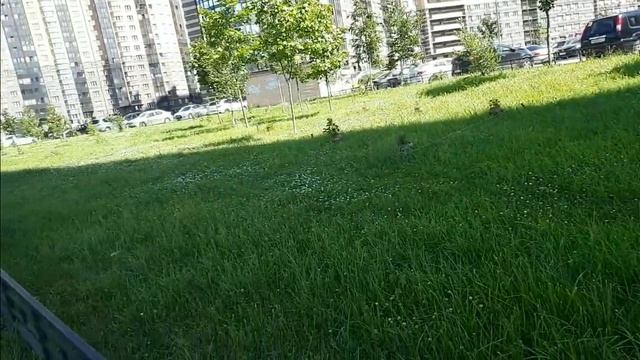 Санкт-Петербург Парнас Обходим вокруг Часть первая смотреть онлайн