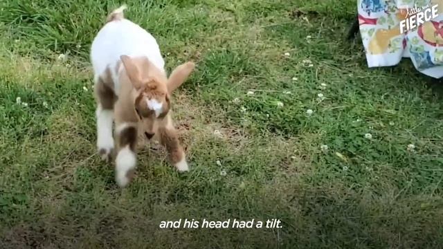 Wobbly Baby Goats Learn To Run And Can’t Stop Jumping Around | The Dodo Little But Fierce смотреть онлайн