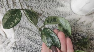 Хойя AH 074 silver