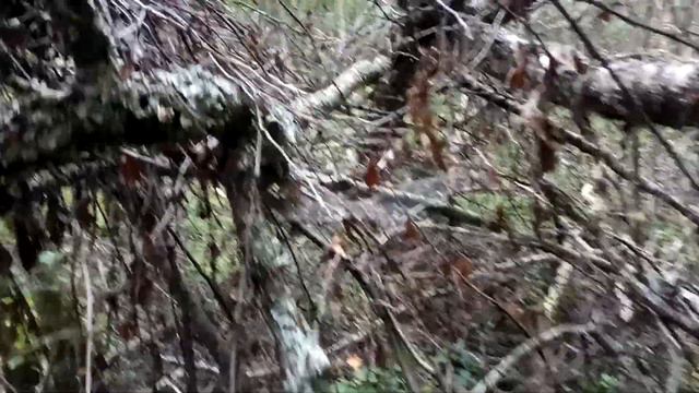 VID 20210902 171446 Вторую ночь, вот не сплю... Павел Васильев Лахтинский смотреть онлайн