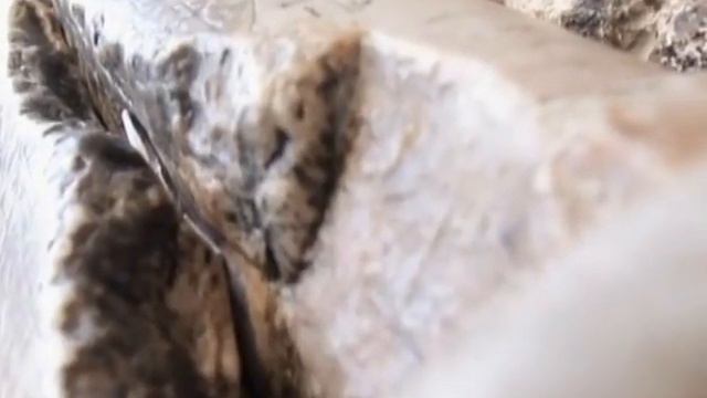 Израиль, Палестина, Святые места - Вифлеем, Иерусалим смотреть онлайн