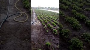 Насос Optima, дождеватель presto. Полив картофеля.