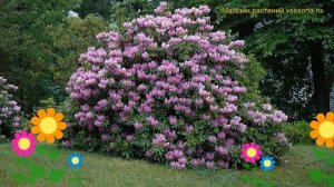 Рододендрон гибридный Катевбинский Грандифлорум. Краткий обзор rhododendron Catawbiense Grandifloru