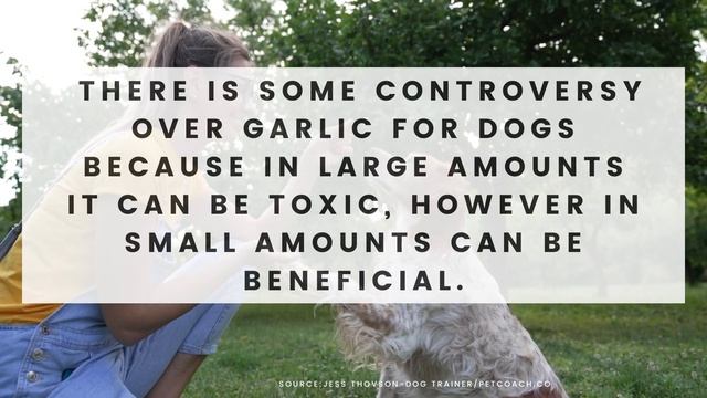 Is It Safe To Give Dogs Brewer's Yeast Supplement Flavored With Garlic?