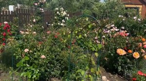 Плетистые розы. Особенности. Восток Подмосковья.