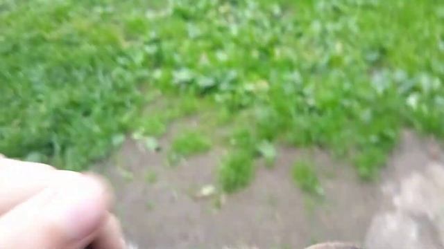 причина почиму нет видео обзор на моіх собак? причина смотреть онлайн
