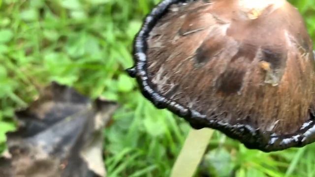 Coprinus comatus - чернильный гриб - навозник белый. И это всё о нём! смотреть онлайн