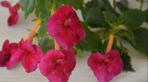 Ахименанта - родственница ахименеса