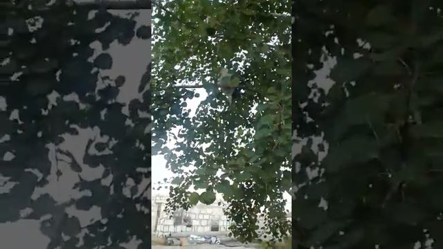 Курица -кукушка. Смотреть до конца. смотреть онлайн