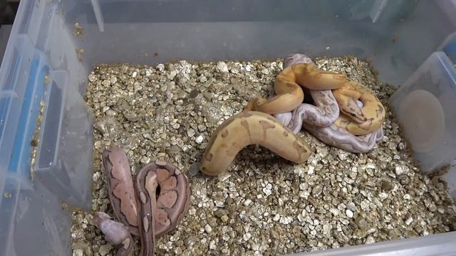 Vanilla Cream Ball Python Madness! Clutch Update 104/88 смотреть онлайн