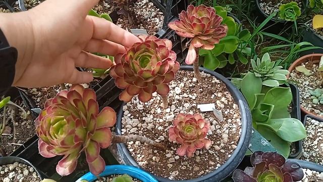 Эониум-тур по Стамбулу  Часть 1 // Collection Of Turkish Aeonium Growers